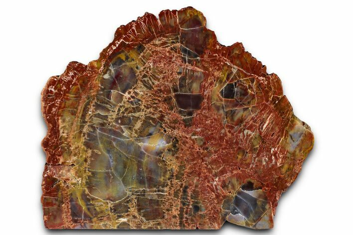 Polished Petrified Wood (Araucarioxylon) - Arizona #352520